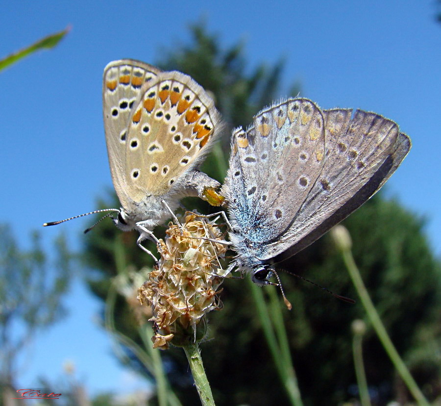 Polyommatus icarus in accoppiamento